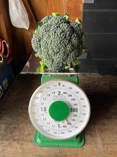 関根さんのブロッコリー〈こんにちは〉 ※お一人様1点/週まで