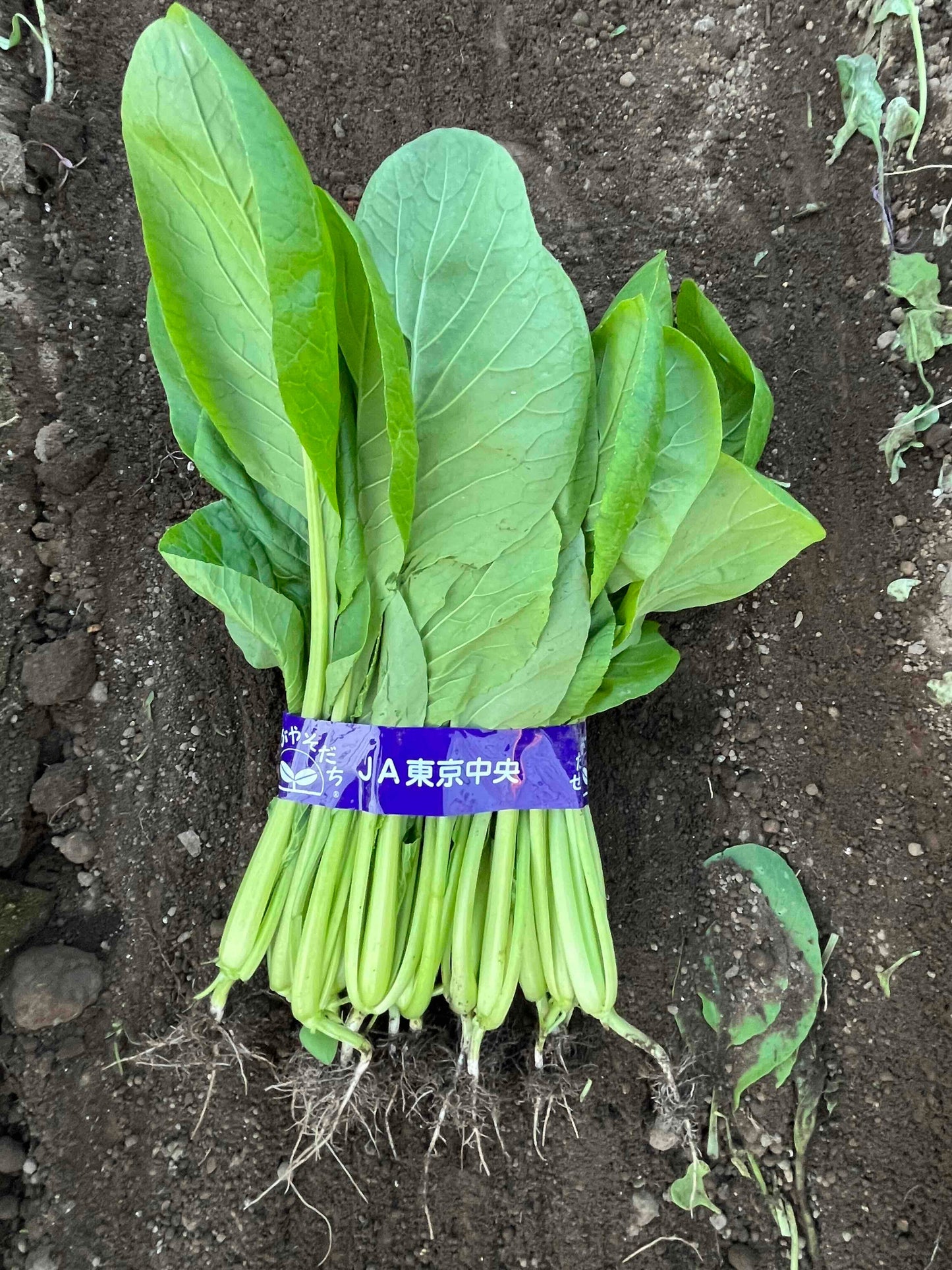 海老沢農園　冬野菜おすすめセット（３種類）※お一人様１セット／週