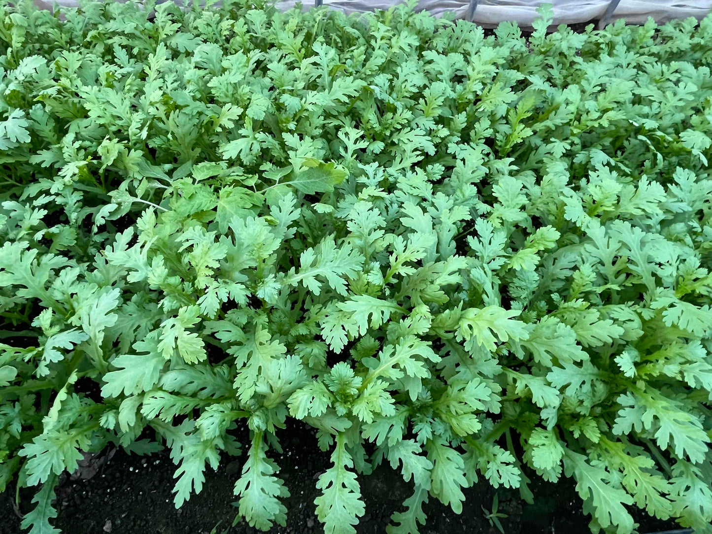 海老沢農園　冬野菜おすすめセット（３種類）※お一人様１セット／週