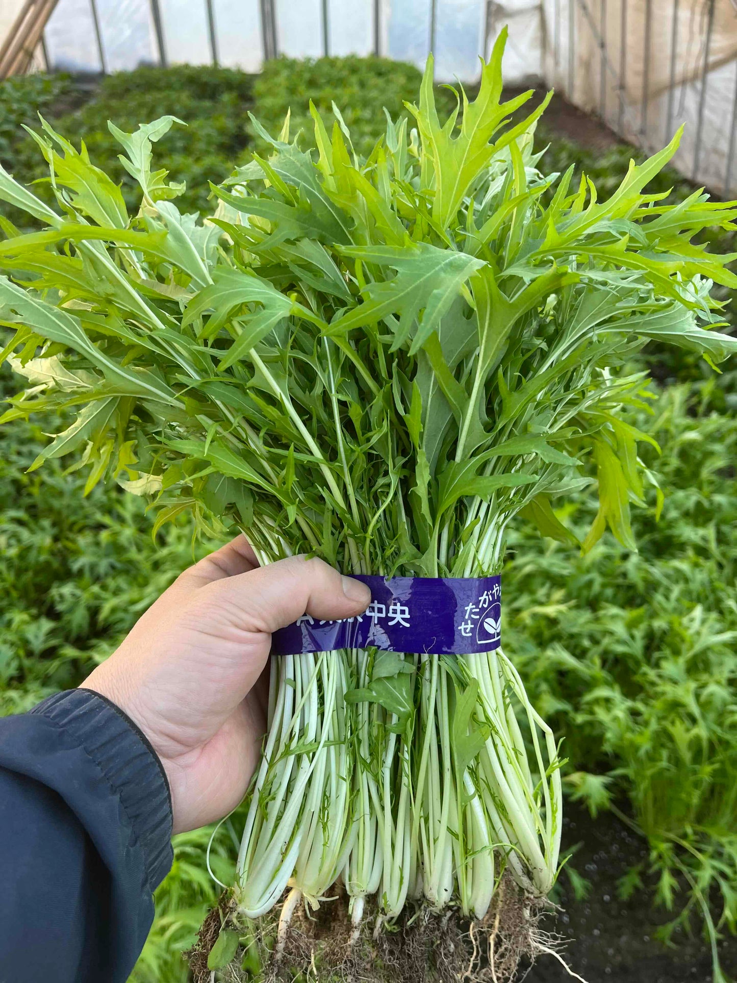 海老沢農園　冬野菜おすすめセット（３種類）※お一人様１セット／週